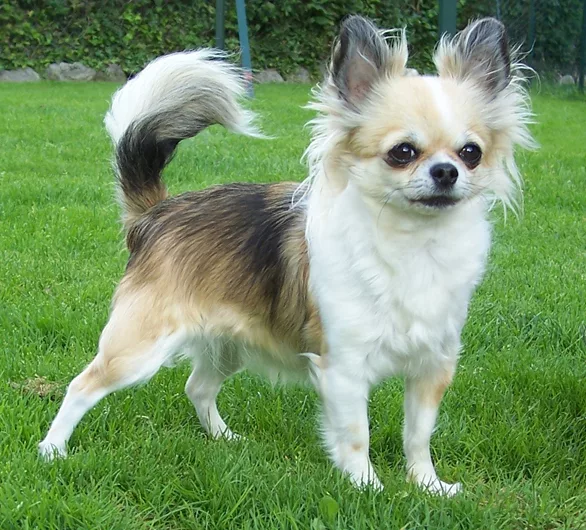 Babylone 3ans1 - Quer saber qual raça de cachorro vive mais? Conheça 5 raças mais longevas e dicas para aumentar a expectativa de vida dos cães