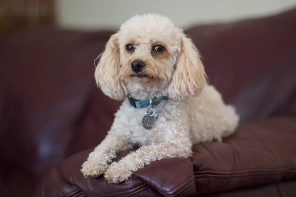 My cousins poodle is perched and not knowing what to make of me. 5898350017 - Quer saber qual raça de cachorro vive mais? Conheça 5 raças mais longevas e dicas para aumentar a expectativa de vida dos cães