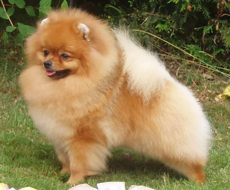 Pomeranian - Quer saber qual raça de cachorro vive mais? Conheça 5 raças mais longevas e dicas para aumentar a expectativa de vida dos cães
