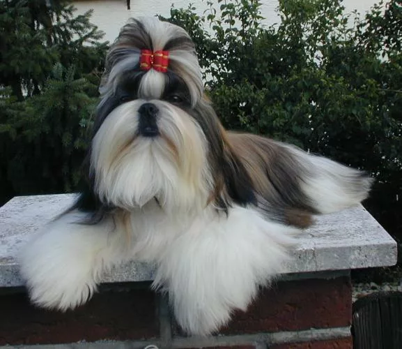 Shih Tzu - Quer saber qual raça de cachorro vive mais? Conheça 5 raças mais longevas e dicas para aumentar a expectativa de vida dos cães