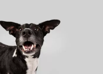 cachorro 1 - Pets viram estrelas da Asics no Brasil e promovem corridas de felicidade