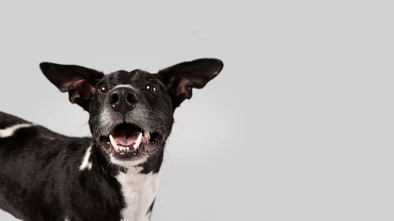 cachorro 1 - Quer saber qual raça de cachorro vive mais? Conheça 5 raças mais longevas e dicas para aumentar a expectativa de vida dos cães