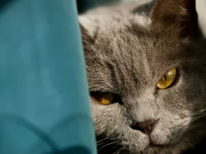 Sinais que mostram que seu gato está estressado — e como ajudar a trazer de volta o equilíbrio emocional dele