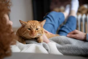 Seu gato amassa a caminha antes de dormir? Isso é uma declaração de amor (e ciência explica)