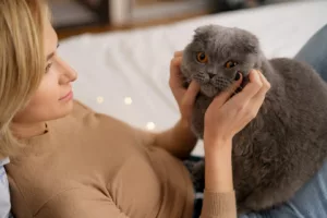 Seu gato novo está se escondendo? A Regra 3-3-3 explica tudo e salva a adoção
