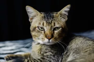 Seu gato está tentando te avisar algo, e você pode estar ignorando