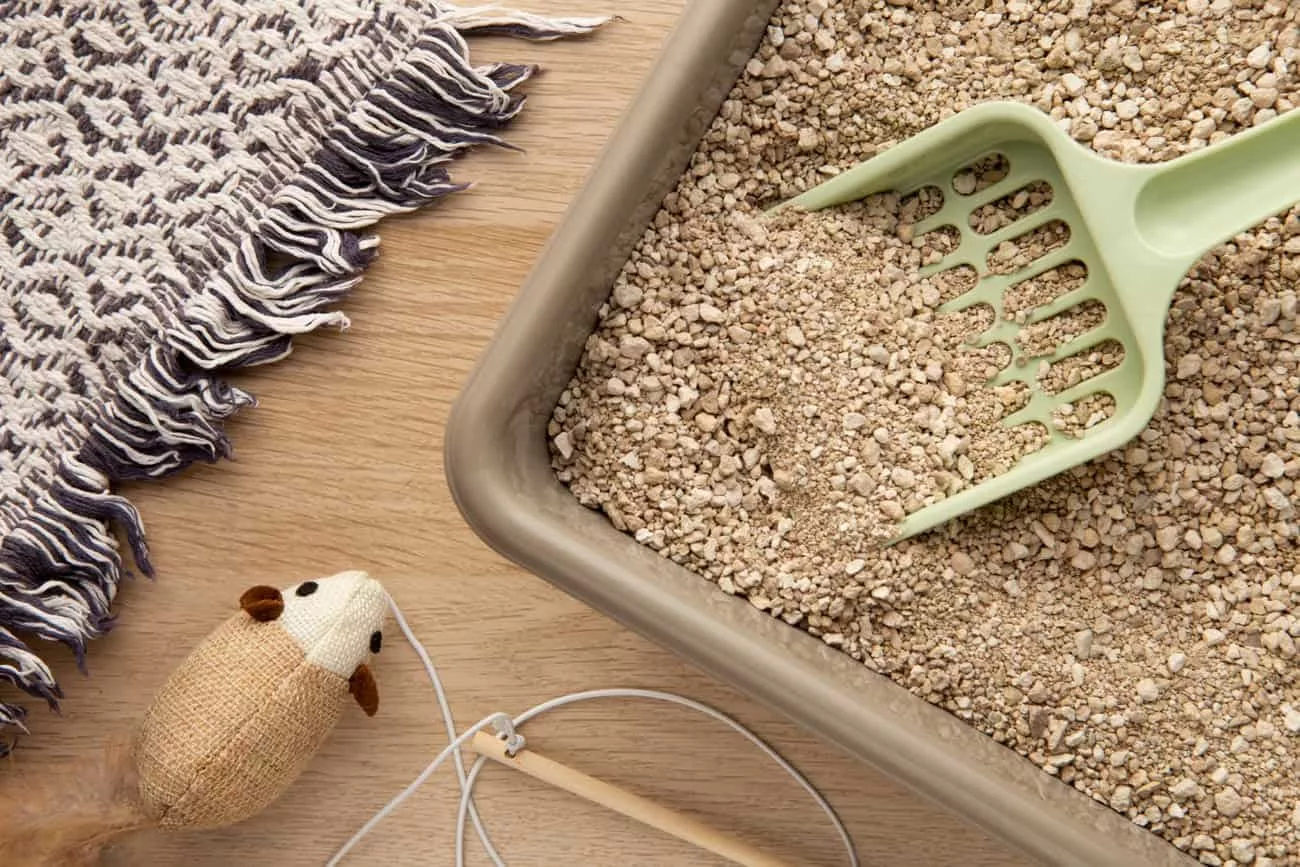 gato dificuldade xixi