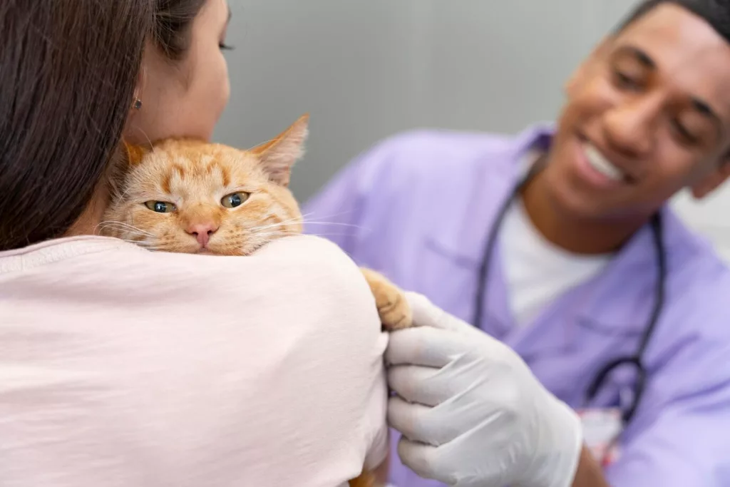 gato xixi 2 - A vingança mais fofa do Dia dos Namorados: campanha castra gatos de rua com o nome do seu ex