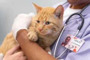 A vingança mais fofa do Dia dos Namorados: campanha castra gatos de rua com o nome do seu ex