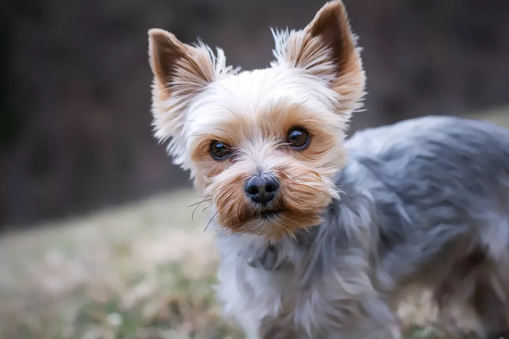 yorkshire terrier 4783327 1280 - Quer saber qual raça de cachorro vive mais? Conheça 5 raças mais longevas e dicas para aumentar a expectativa de vida dos cães