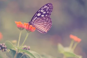 O significado espiritual da borboleta que aparece na sua casa