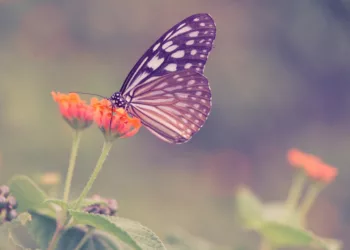 borboleta 1 1 - O significado espiritual da borboleta que aparece na sua casa