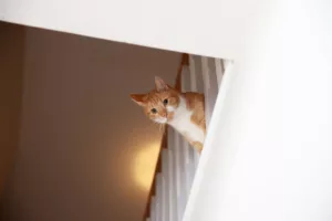 Seu gato some quando chega visita? Entenda o que realmente está por trás desse comportamento