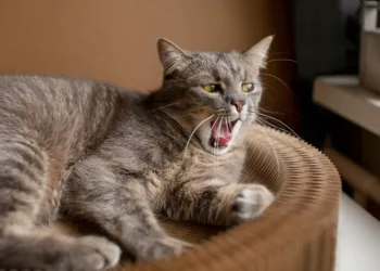 gato assustado 1 - Dia Internacional do Gato: curiosidades, significados e a relação única com esses felinos encantadores