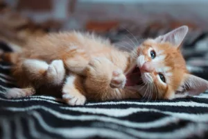 Por que tantos gatos não bebem água — e o que você pode fazer agora para evitar doenças