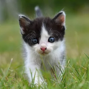 Existe uma planta que afasta gatos do jardim sem machucar ninguém — e ela é linda