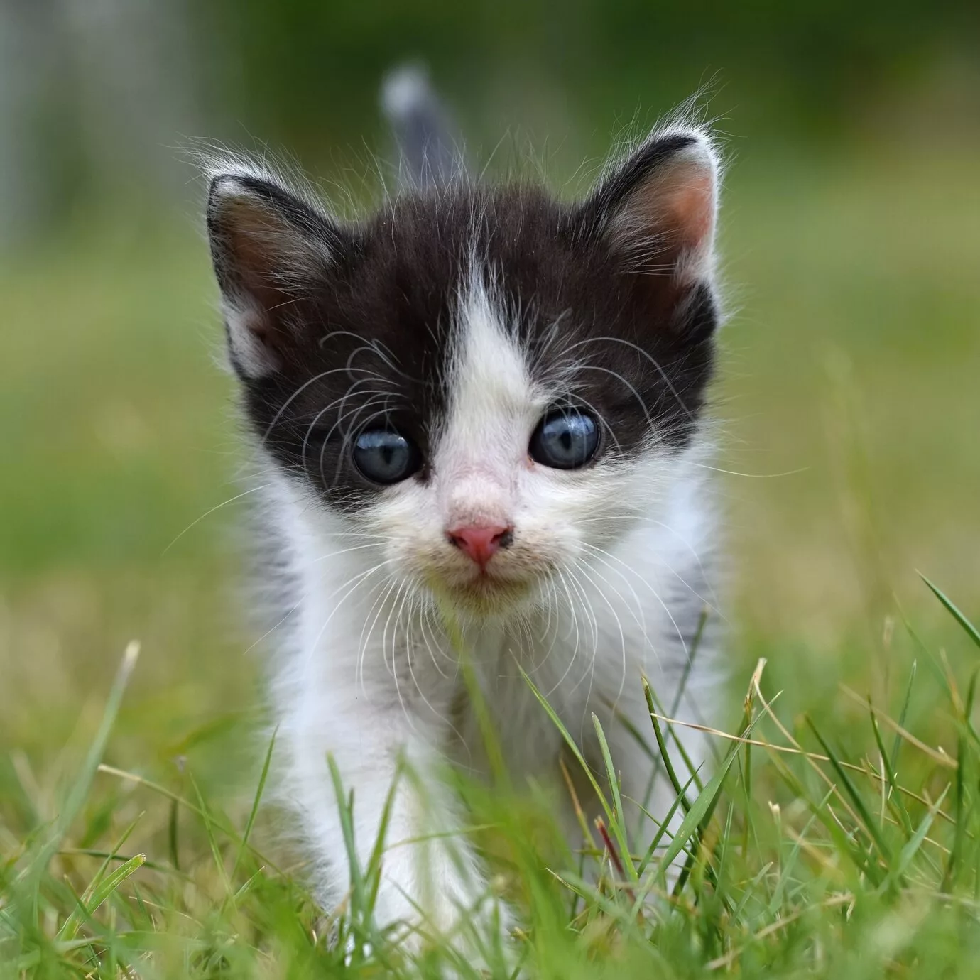 gato filhote1 - Existe uma planta que afasta gatos do jardim sem machucar ninguém — e ela é linda