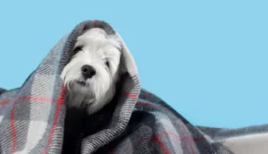 Seu cachorro trava na porta no frio? Veterinário explica quando insistir no passeio e quando dar o braço a torcer