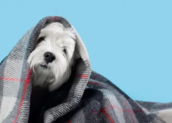 pets frio 1 - Pet em primeiro lugar? Para metade dos tutores brasileiros, sim!