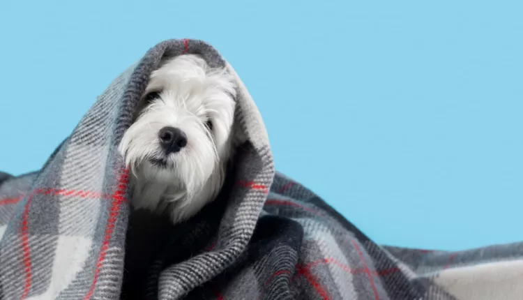 pets frio 1 - Pet em primeiro lugar? Para metade dos tutores brasileiros, sim!