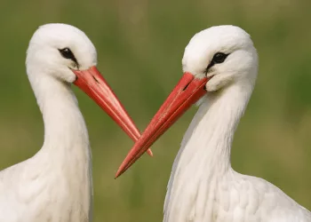 20250703 1557 Cegonhas Realistas - A Fascinante Lenda das Cegonhas: Símbolo de Vida, Amor e Fertilidade