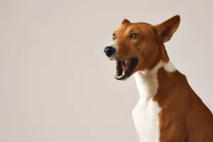 Por que os cachorros uivam à noite? O que está por trás desse hábito curioso