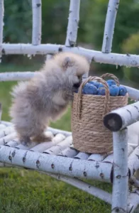 O Que Vai no Potinho Também Vai no Coração: Como Alimentar Seu Pet com Amor e Cuidado