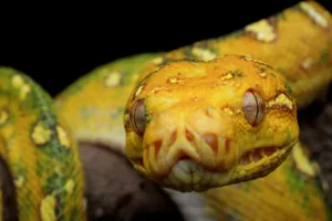Teve um sonho com cobra amarela? Veja o que isso diz sobre sua vida espiritual e emocional