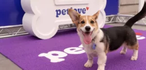 Seu pet merece: planos de saúde ganham força e trazem mais qualidade de vida aos animais
