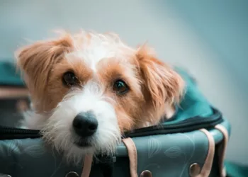 ta wei lin YMlv70Lq0ZE unsplash - Pets vão junto: como o Paraná e Curitiba estão liberando o transporte coletivo para animais