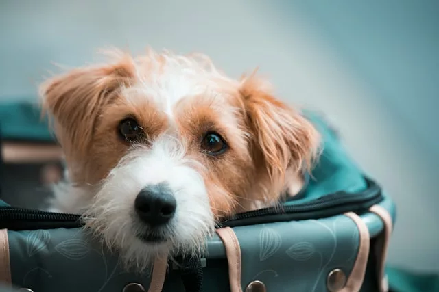 ta wei lin YMlv70Lq0ZE unsplash - Pets vão junto: como o Paraná e Curitiba estão liberando o transporte coletivo para animais