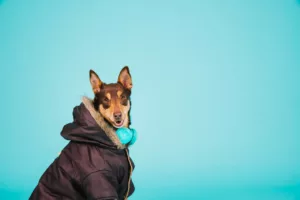 Agora é possível contratar o plano de saúde veterinário da Petz sem sair de casa