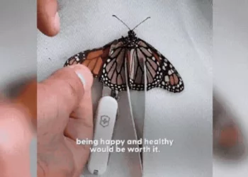 borboleta kati - Casal salva borboleta com cirurgia improvisada e vídeo emociona até Katy Perry