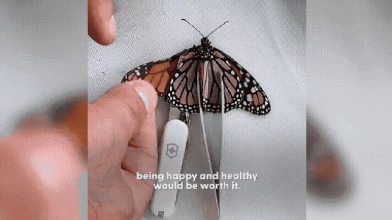borboleta kati - Casal salva borboleta com cirurgia improvisada e vídeo emociona até Katy Perry