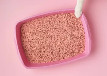 caixa gato - Melhores e piores locais para a caixa de areia do gato