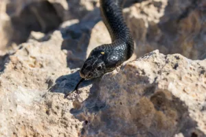 Sonhar com cobra uma preta atacando, pode carregar mensagens profundas sobre seus sentimentos!