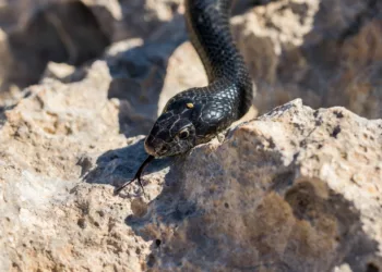 cobra preta - Sonhar com cobra uma preta atacando, pode carregar mensagens profundas sobre seus sentimentos!