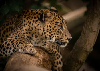 onca - O que significa sonhar com onça? Entenda os sinais do seu subconsciente