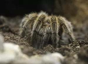 O que significa sonhar com aranha caranguejeira?