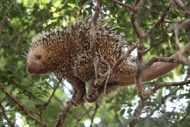 0AD40D39 6A6A 4D48 9C9B E1F14AB2C8ED 1 - Varíola em ouriços pode ter origem em piolhos e carrapatos, aponta estudo