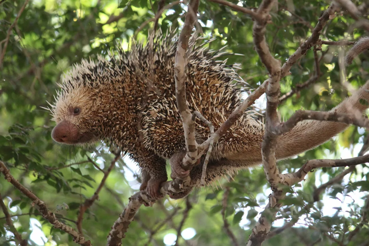 0AD40D39 6A6A 4D48 9C9B E1F14AB2C8ED 1 - Varíola em ouriços pode ter origem em piolhos e carrapatos, aponta estudo