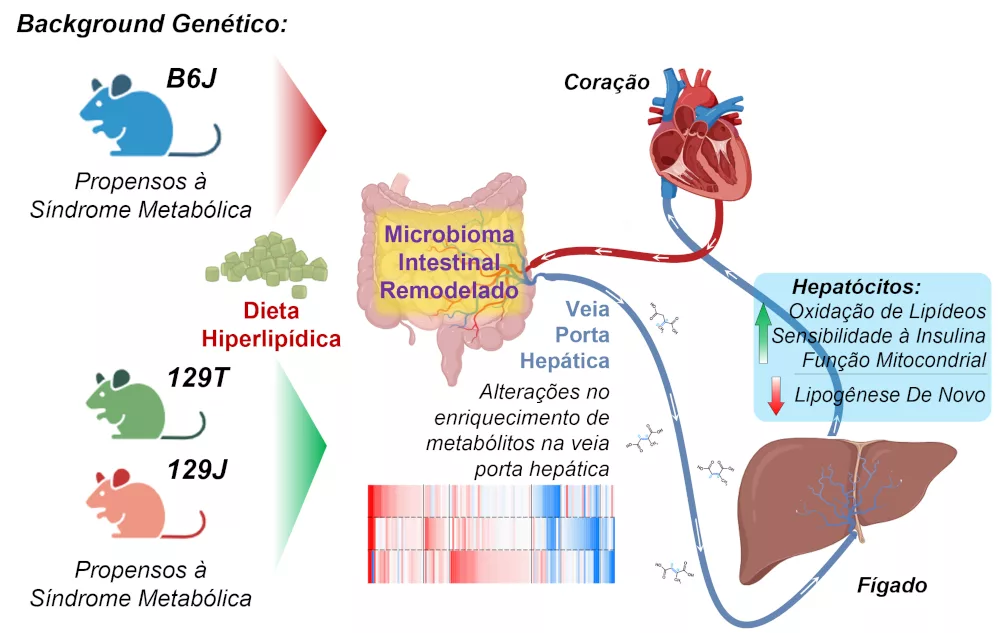 abre meio - Metabólitos do intestino: o elo surpreendente entre o microbioma, o fígado e a obesidade