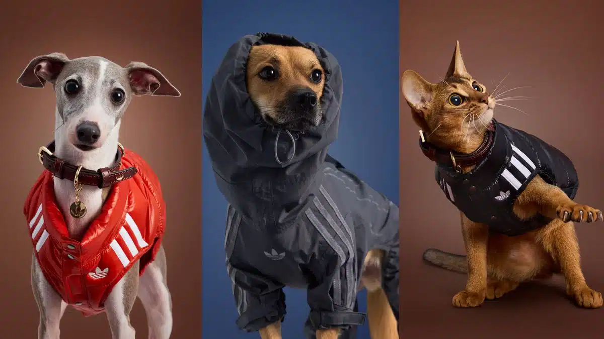 adidas pets colecao 1 - Adidas lança coleção exclusiva de streetwear para pets