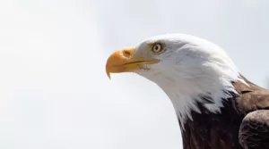 O que significa sonhar com águia? Um recado do universo sobre liberdade e superação