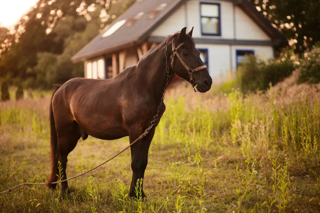 cavalo 1 - Sonhou com cavalo? Veja o que isso diz sobre sua fase da vida