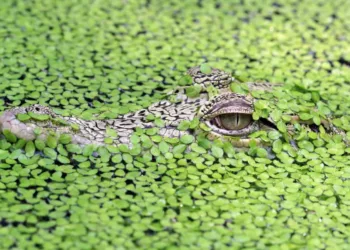 jacare - Jacaré nos sonhos: alerta, poder ou transformação?