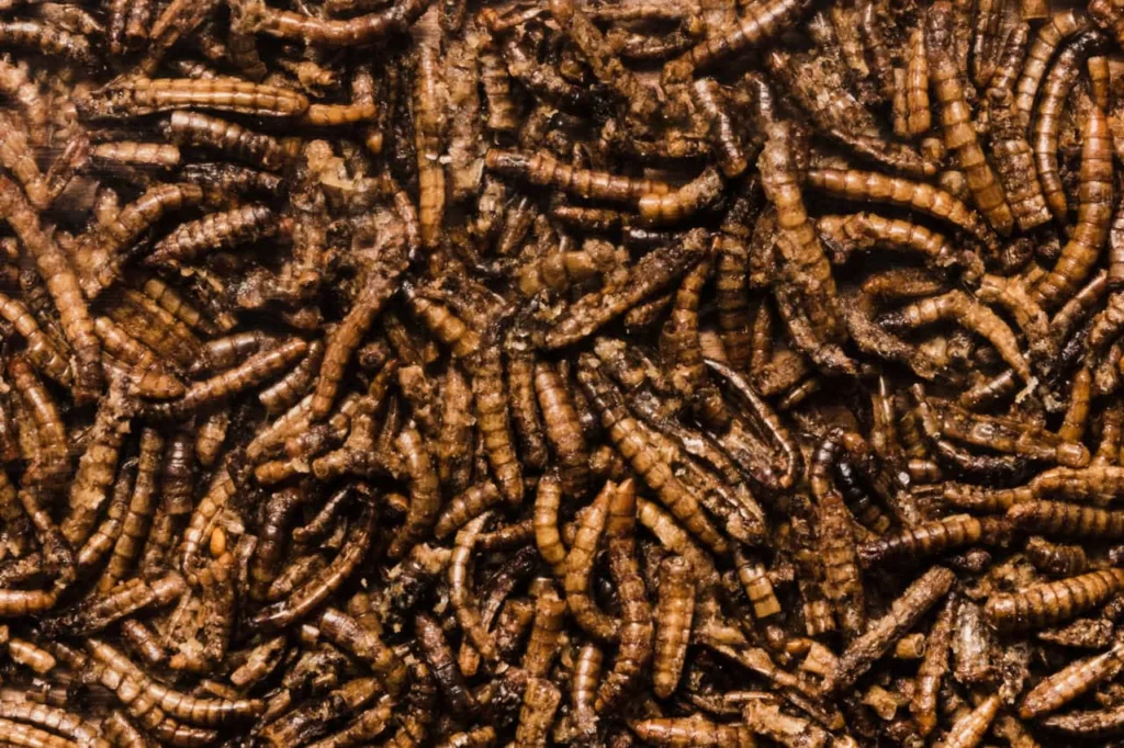 larva - O que significa sonhar com larvas? Descubra os sinais escondidos nesse sonho