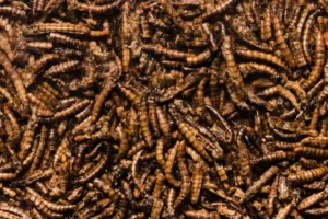O que significa sonhar com larvas? Descubra os sinais escondidos nesse sonho
