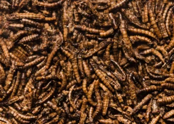 larva - O que significa sonhar com larvas? Descubra os sinais escondidos nesse sonho