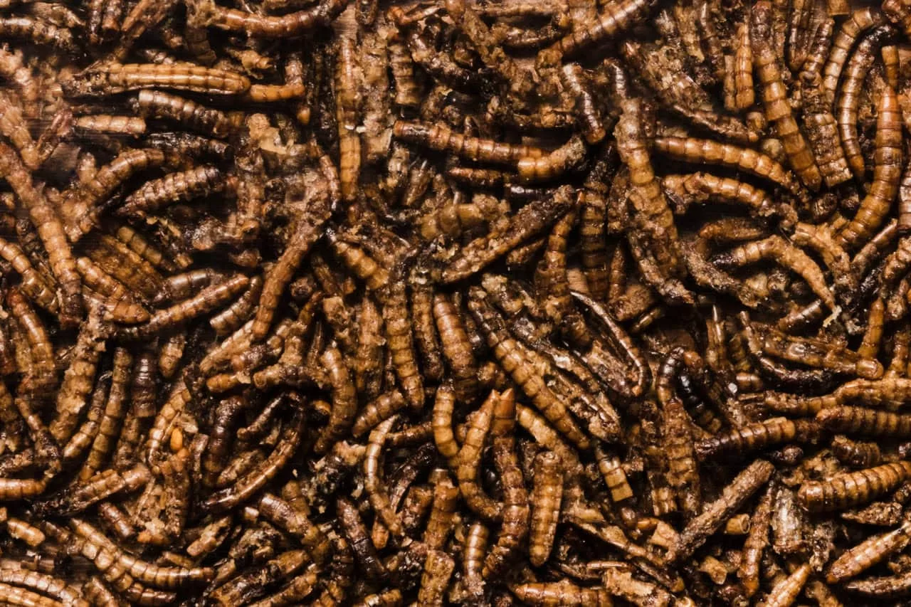 larva - O que significa sonhar com larvas? Descubra os sinais escondidos nesse sonho